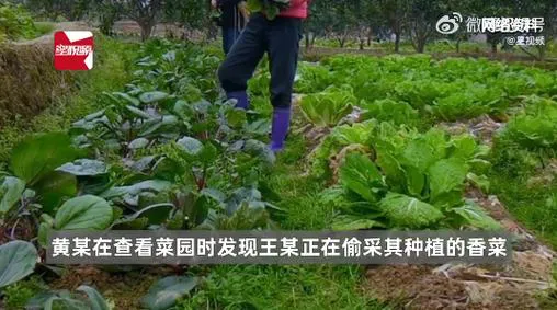 老太偷菜摔伤却要菜主赔偿8万 法院：驳回诉求