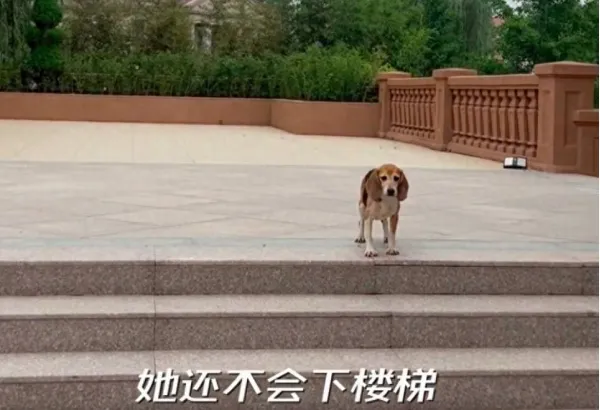 杜江养犬后续：楼梯恐惧 霍思燕怀中安眠 儿子嗯哼陪看草坪