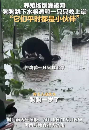 万物有灵 暴雨天养殖场被淹 小狗帮主人多次下水救回鸡鸭