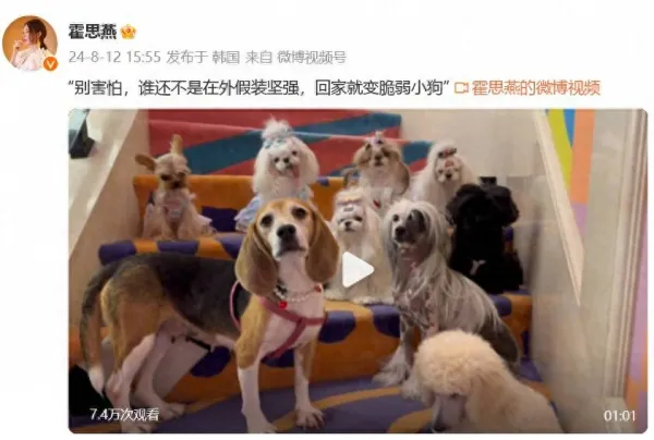 霍思燕晒宠物犬纪念爱犬 7只随她姓霍 2只随老公姓杜
霍思燕分享养犬纪念爱犬 7只姓霍 2只姓杜